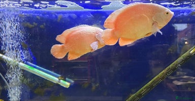 Cichlids fish - Advert 8