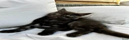 Maine Coon cats for sale: 2 Maine coon males  - Advert 1