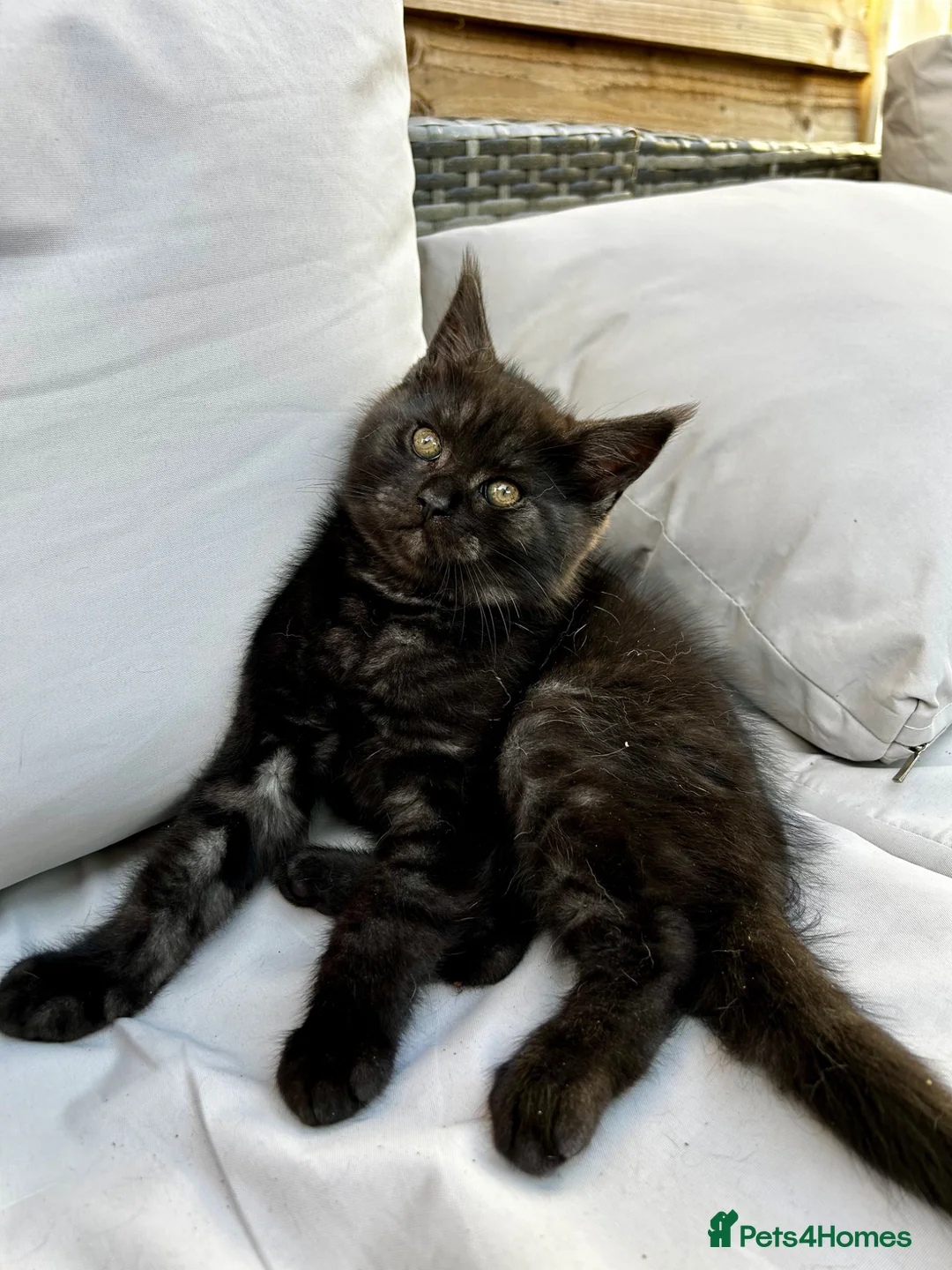 Maine Coon cats for sale: 2 Maine coon males  - Advert 1