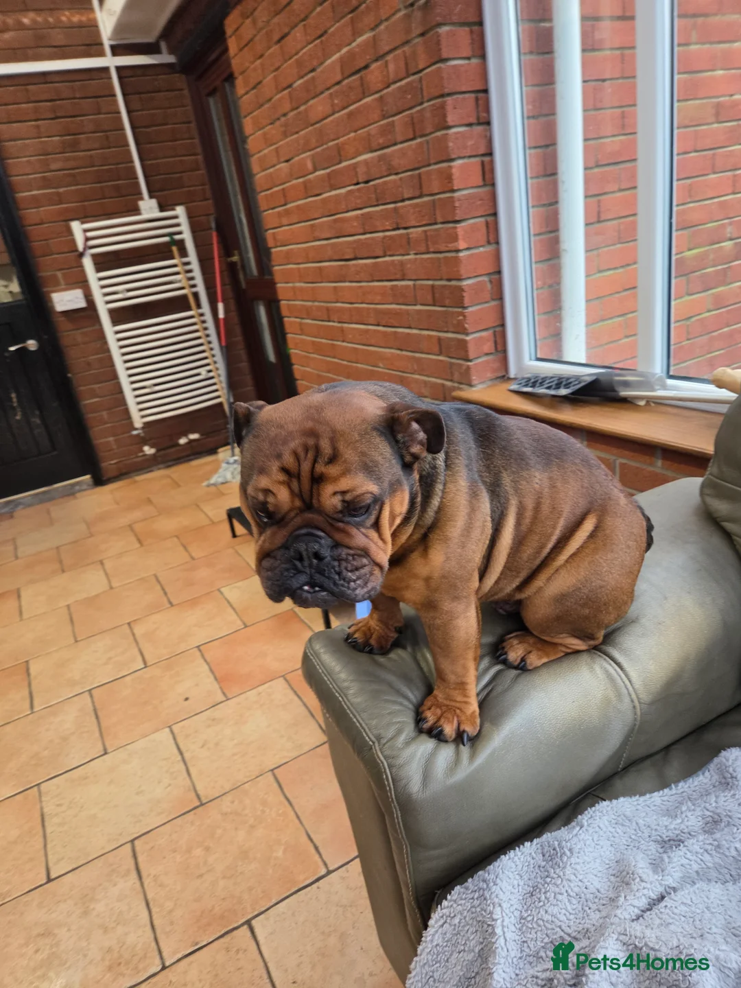 English Bulldog dogs for sale: English bulldog - Advert 5