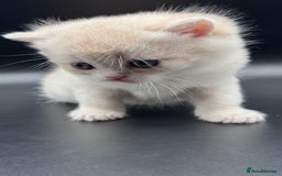 British Shorthair cats for sale: BSH GCCF GOLDEN AND BLUE KITTENS  - Image 19