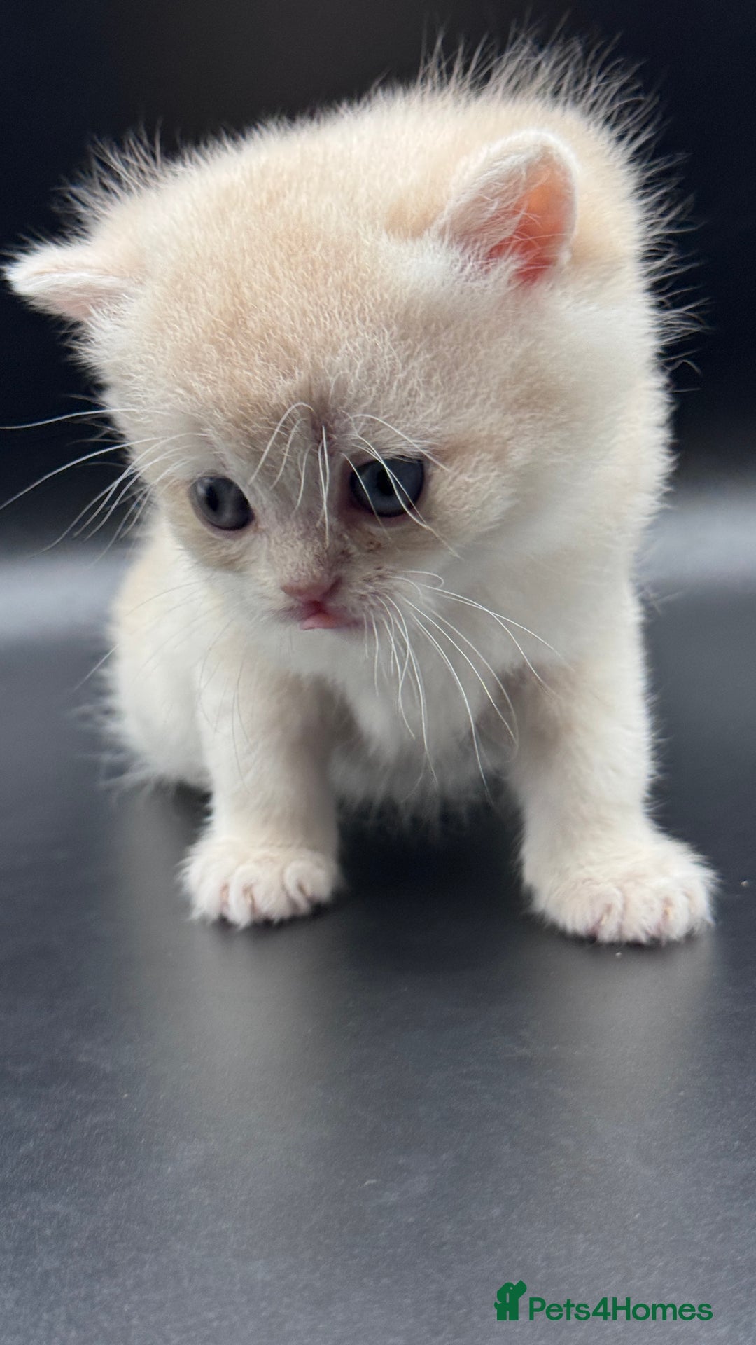 British Shorthair cats for sale: BSH GCCF GOLDEN AND BLUE KITTENS  - Image 19