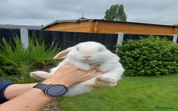 Mini Lop rabbits for sale: 1 female lop and 1 male double mane lion head  - Image 6