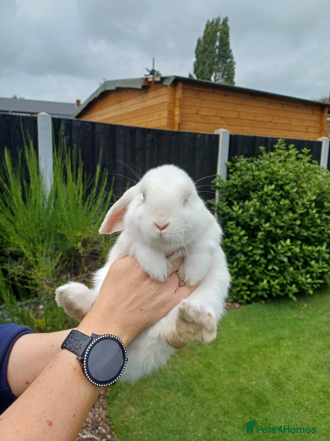 Mini Lop rabbits for sale: 1 female lop and 1 male double mane lion head  - Image 6