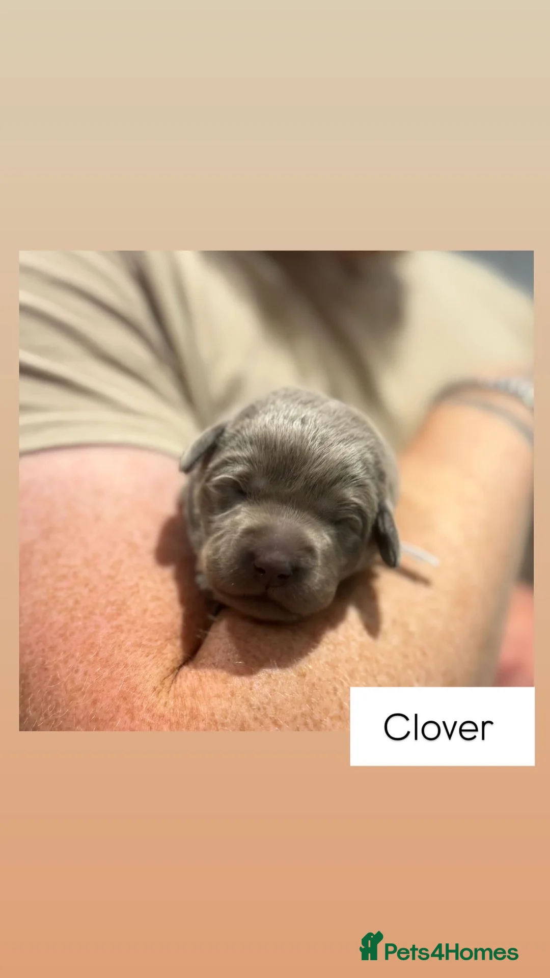Labrador Retriever dogs for sale: Beautiful KC REG Silver Labrador Puppies  - Advert 35