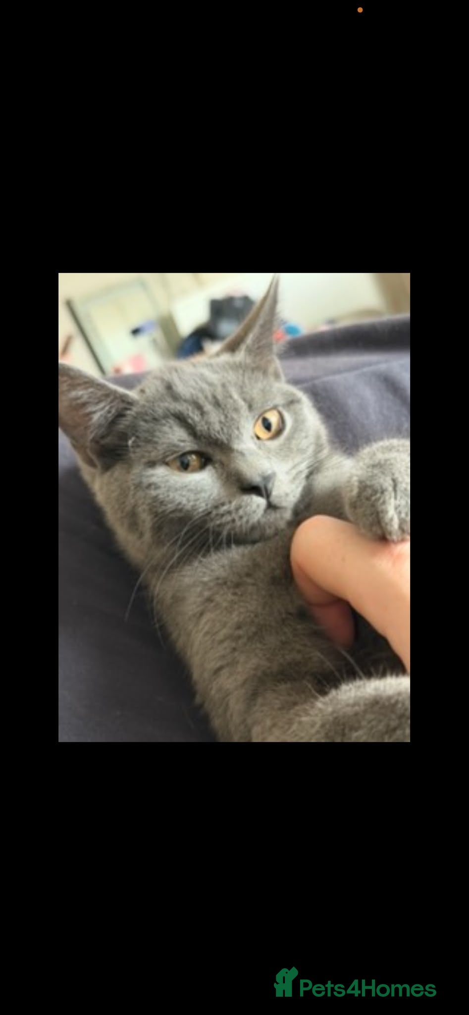 British Shorthair cats Gorgeous British blue x Russian blue  - Advert 1