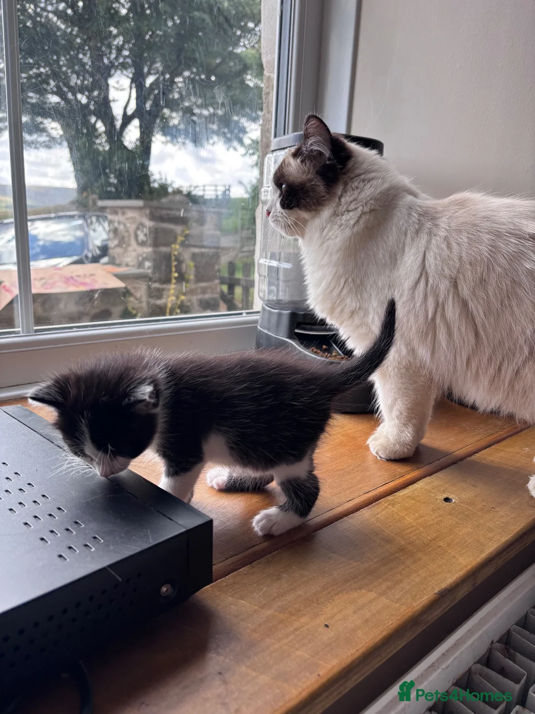 Ragdoll cats for sale: ✨Stunning Ragdoll cross  - Advert 2