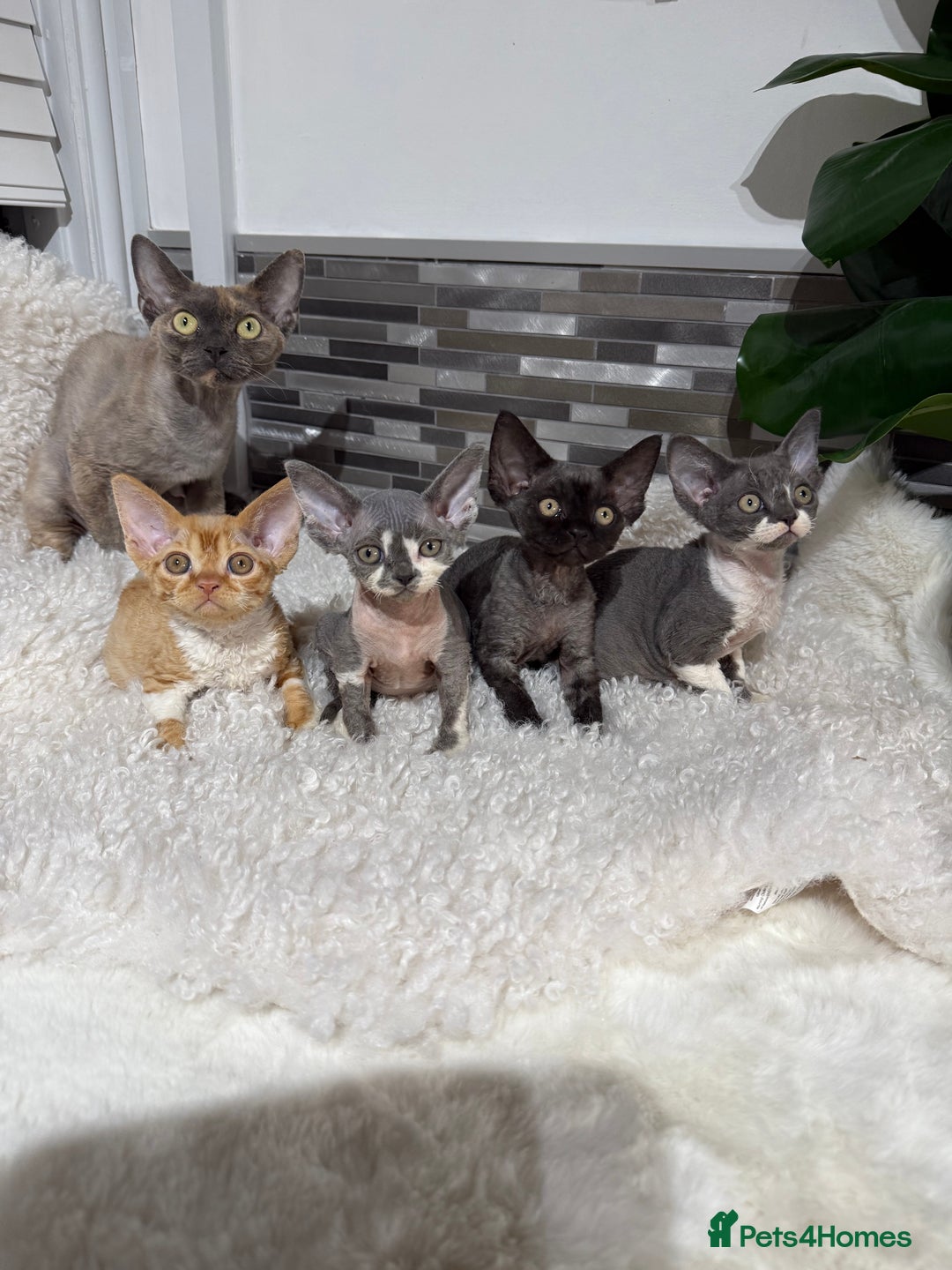 Devon Rex cats for sale: Devon Rex Kittens  - Image 1