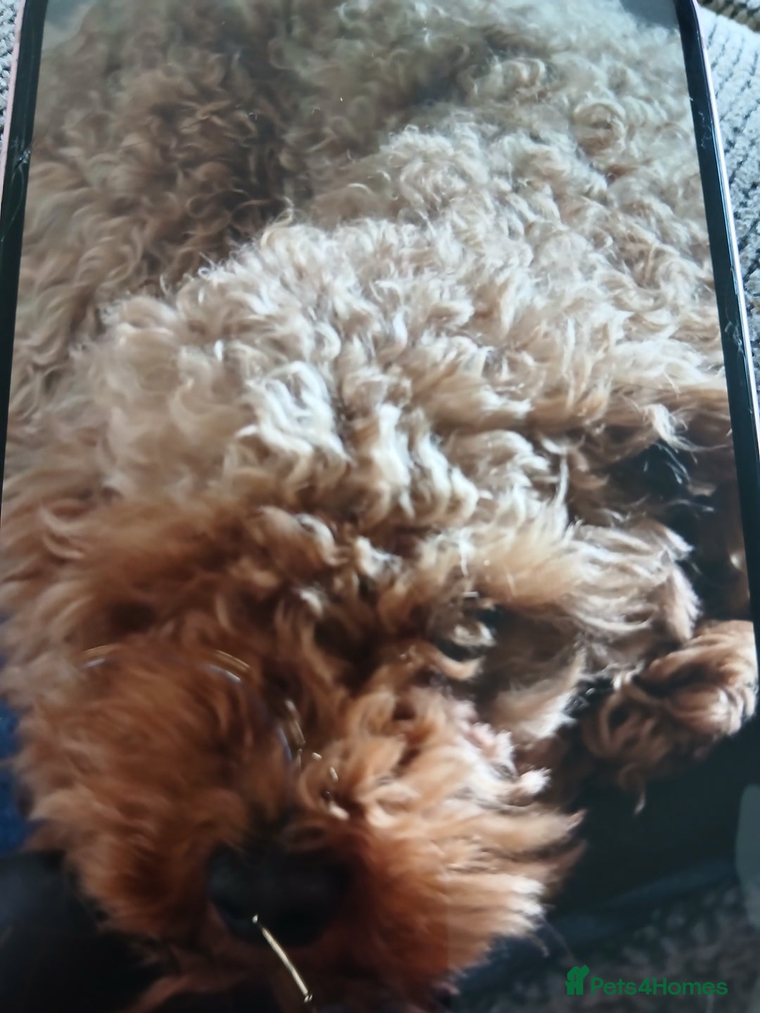 Cockapoo dogs for sale: My small cockpapoo - Image 20