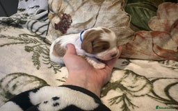 Mixed Breed dogs for sale: Cockalier puppies  - Advert 12