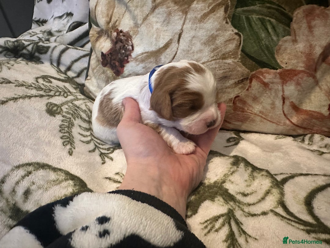 Mixed Breed dogs for sale: Cockalier puppies  - Advert 12