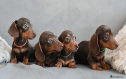 Miniature Dachshund dogs for sale: Miniature Dachshund Boys **READY NOW** - Image 2