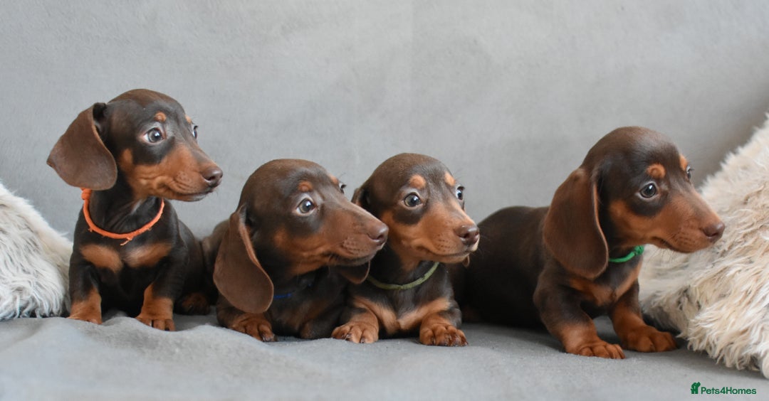Miniature Dachshund dogs for sale: Miniature Dachshund Boys **READY NOW** - Image 2