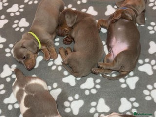 Miniature Dachshund dogs Stunning Miniature Dachshunds Piebald/Isabella 💙 - Advert 10