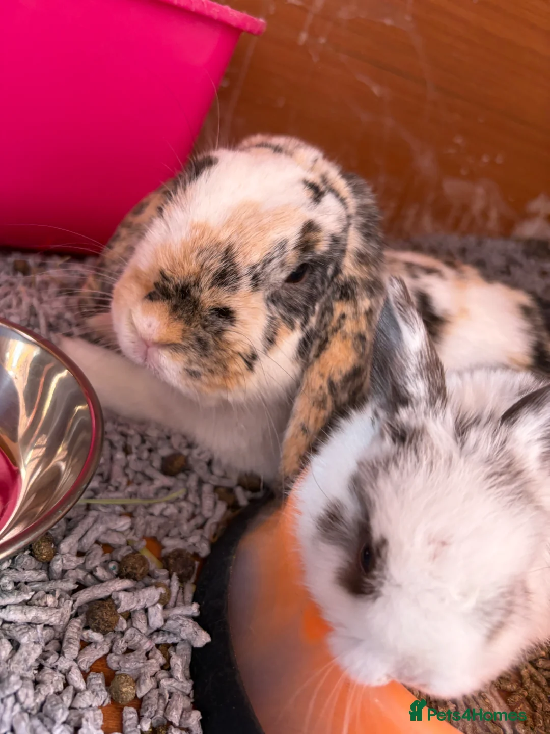 Mini Lion Lop rabbits for sale: Mini lion lops looking for there forever homes  - Advert 2