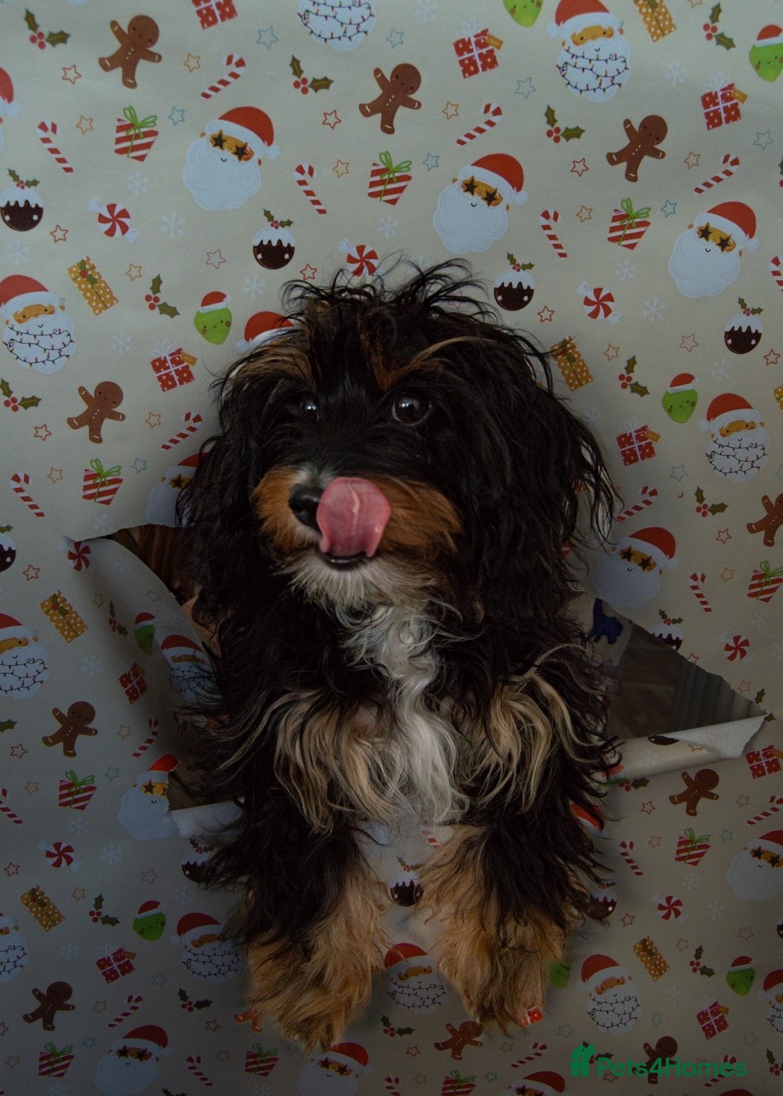 Doxiepoo dogs Doxipoo for sale  - Advert 13