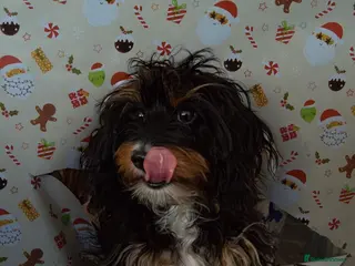 Doxiepoo dogs Doxipoo for sale - Advert 13