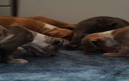 Dorset Olde Tyme Bulldogge dogs for sale: Olde Tyme Bulldog Cross Puppies - Ready Now - Image 13