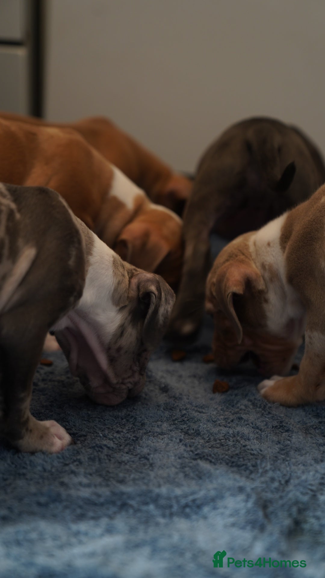 Dorset Olde Tyme Bulldogge dogs for sale: Olde Tyme Bulldog Cross Puppies - Ready Now - Image 13