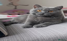 British Shorthair cats for sale: Active Gccf Female  - Image 2