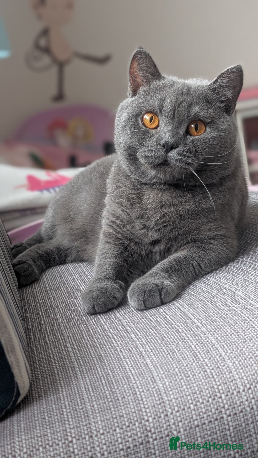 British Shorthair cats for sale: Active Gccf Female  - Image 2