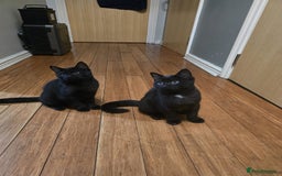 Mixed Breed cats for sale: British Short hair mixed breeds  - Advert 25