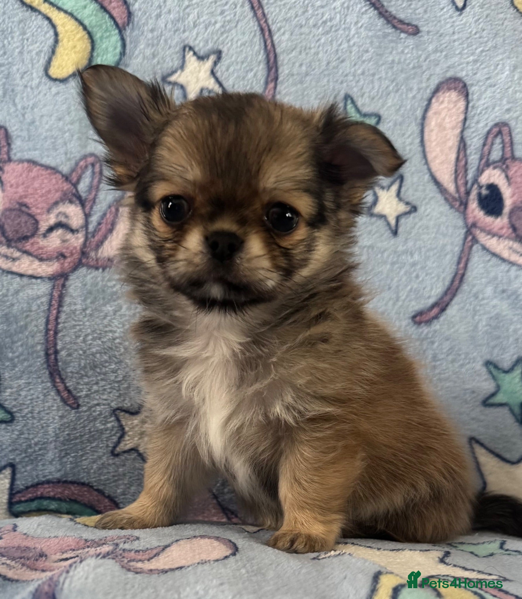 Chihuahua dogs Kc male long coat chihuahua puppies.  - Advert 3