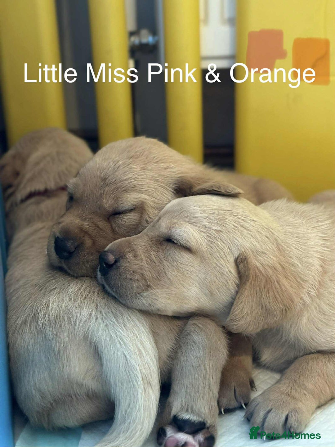 Labrador Retriever dogs for sale: Dudley Fox Red Labradors with FTCH in lineage - Advert 5