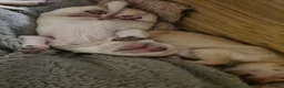 Labrador Retriever dogs for sale: Labrador Puppies  - Advert 3