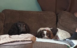 Sprocker dogs for sale: Brown Sproker Puppies Parents KC registered.  - Image 9