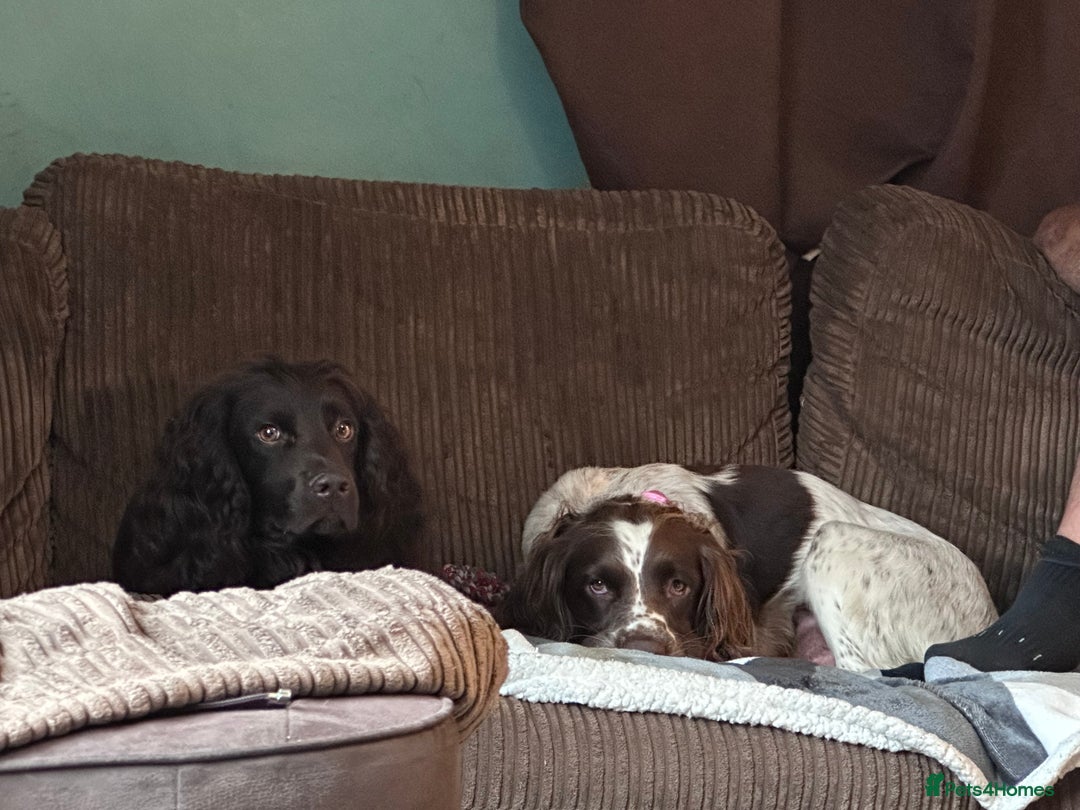 Sprocker dogs for sale: Brown Sproker Puppies Parents KC registered.  - Image 9