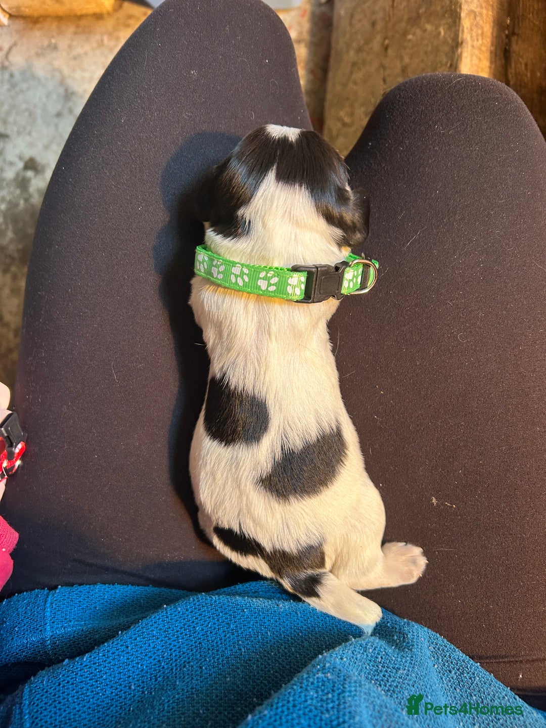 English Springer Spaniel dogs for sale: KC Working Springer Spaniel Puppies - Advert 4