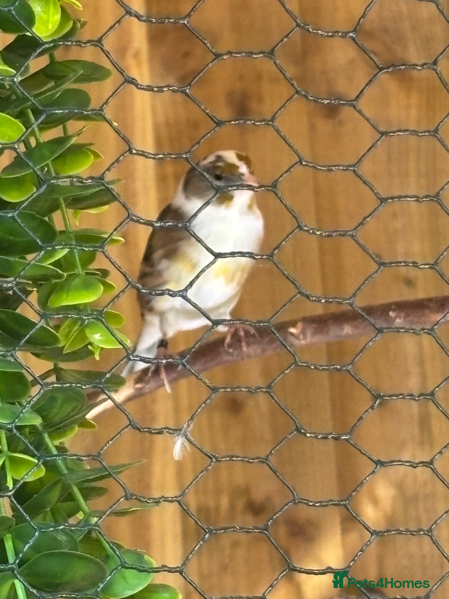 Finches birds Goldfinch mule - Advert 6