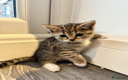 Scottish Fold cats for sale: Puss in the boot - Image 2