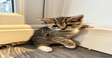 Scottish Fold cats - Advert 11