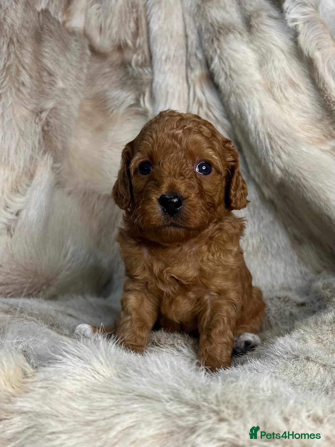 Cavapoochon dogs for sale: 5 ⭐️ LICENSED BREEDER HEALTH TESTED CAVAPOOCHONS - Advert 23
