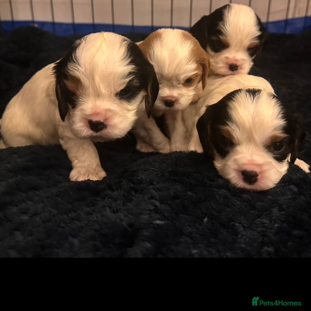 Cavalier King Charles Spaniel dogs for sale: DNA health tested, much loved cavaliers - Image 2