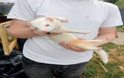 Ferret rodents for sale: Jill Ferret - Image 2