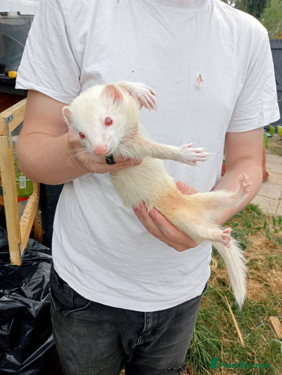 Ferret rodents for sale: Jill Ferret - Image 2