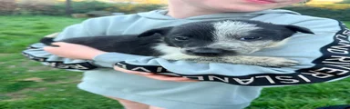 Border Collie Puppy 4