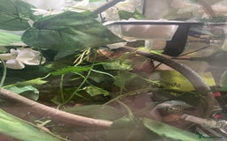 Gecko reptiles for sale: Male crested gecko and tank - Image 3