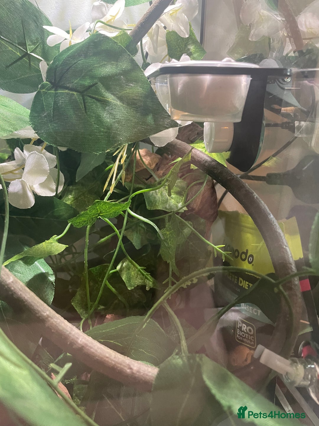 Gecko reptiles for sale: Male crested gecko and tank - Image 3