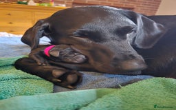 Labrador Retriever dogs for sale: KC Registered 9 Black & 1 Yellow Labrador Puppies - Image 2