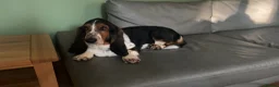 Basset Hound dogs for sale: Basset hound for sale in Swadlincote - Advert 14