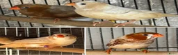 Mixed Breed birds for sale: Zebra Finches  - Advert 1