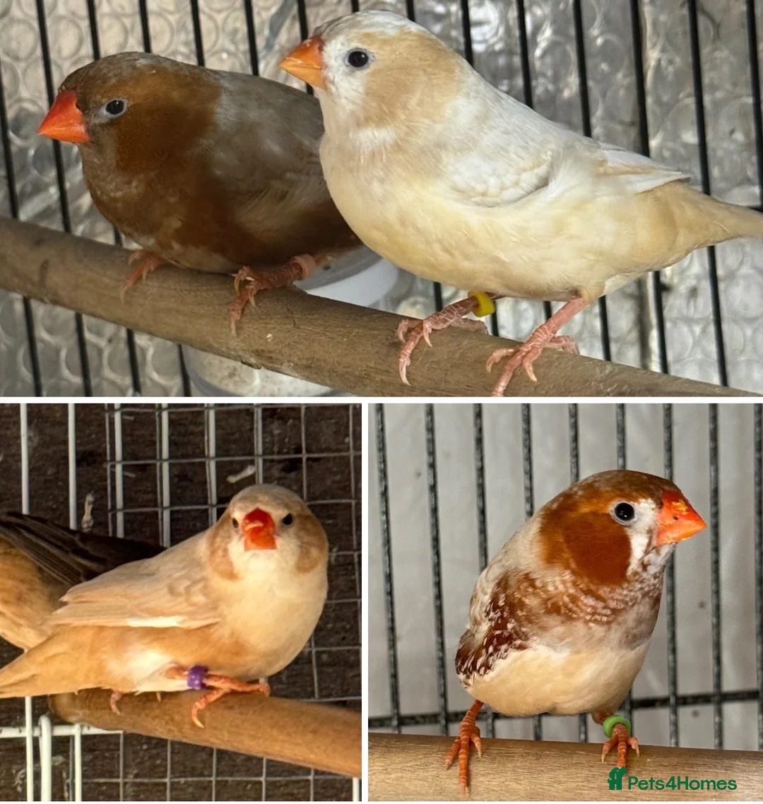 Mixed Breed birds for sale: Zebra Finches  - Advert 1