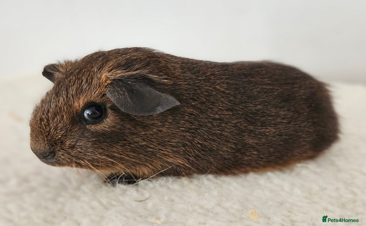 Guinea Pig rodents in Faringdon - Advert 15