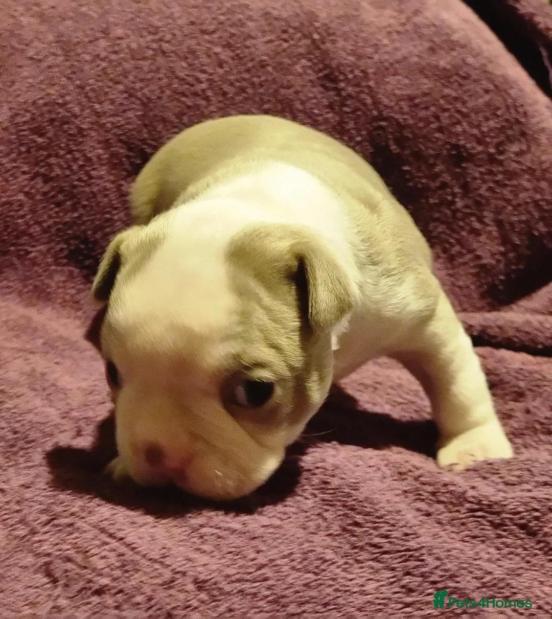 Boston Terrier dogs for sale: 5*Stunning Lilac Kc Boston Terrier boy - Advert 2