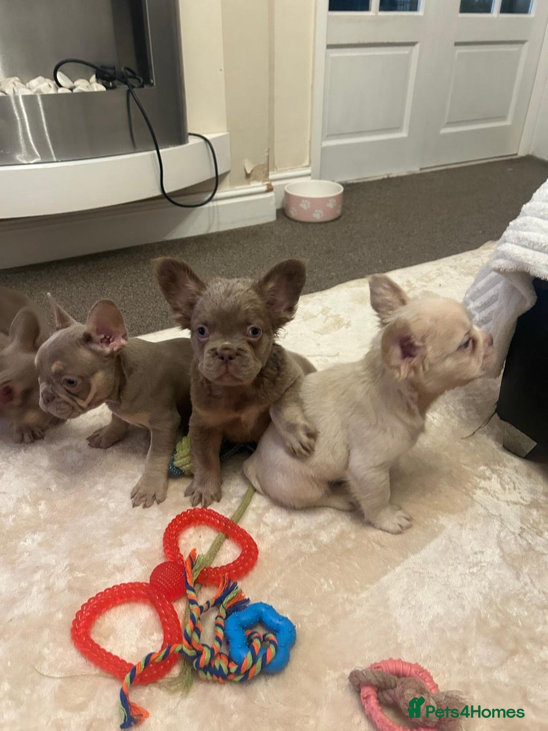 French Bulldog dogs for sale: Kc registered french bulldog puppy’s Isabella  - Image 2