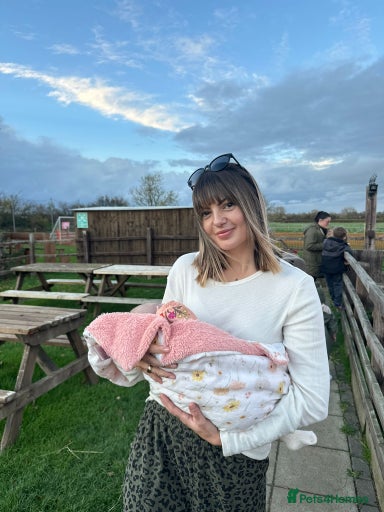 Gallery Image {{count}}